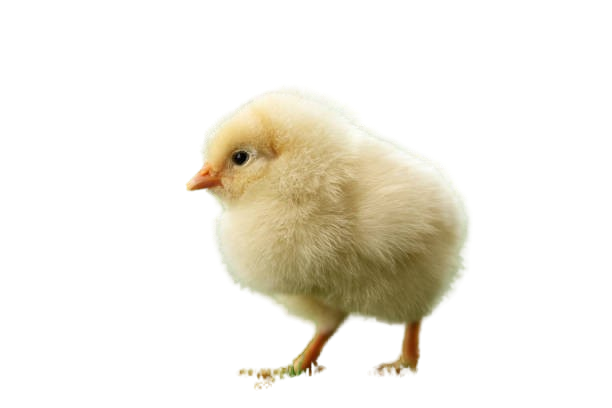 Image Not Found